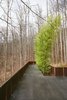 Modern home with Outdoor, Rooftop, Woodland, Shrubs, Large Patio, Porch, Deck, Metal Patio, Porch, Deck, Stone Patio, Porch, Deck, and Metal Fences, Wall. 'Tree House' - Bamboo Terrace Photo 11 of Mountain House Modern