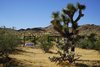 Shown with the fabric shell removed in convertible mode Photo 4 of Joshua Tree Case Study Cabin modern home