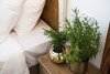 Modern home with Bedroom. Bedside table Photo 8 of Golden apple guest rooms