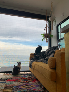 The cats taking in a view of the sea from their boho-chic living room.