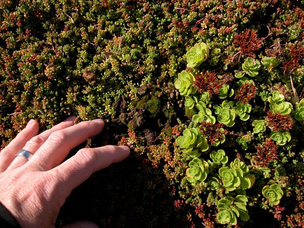 Photo 1 of 7 in 4 Easy Steps to Creating Your Own DIY Green Roof - Dwell