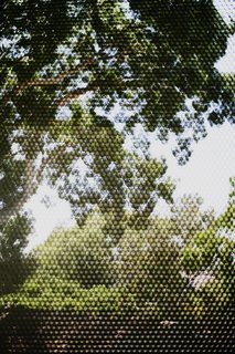 A view of the immense fig tree on the west side of the site through the perforated bronze screen.