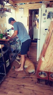 Josh in the kitchen with one of their dogs. Adherence to a strict build budget meant foregoing paint finishes.