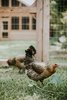 Our two chickens (the porch is visible in the background) Photo 15 of Oak Cliff Home modern home