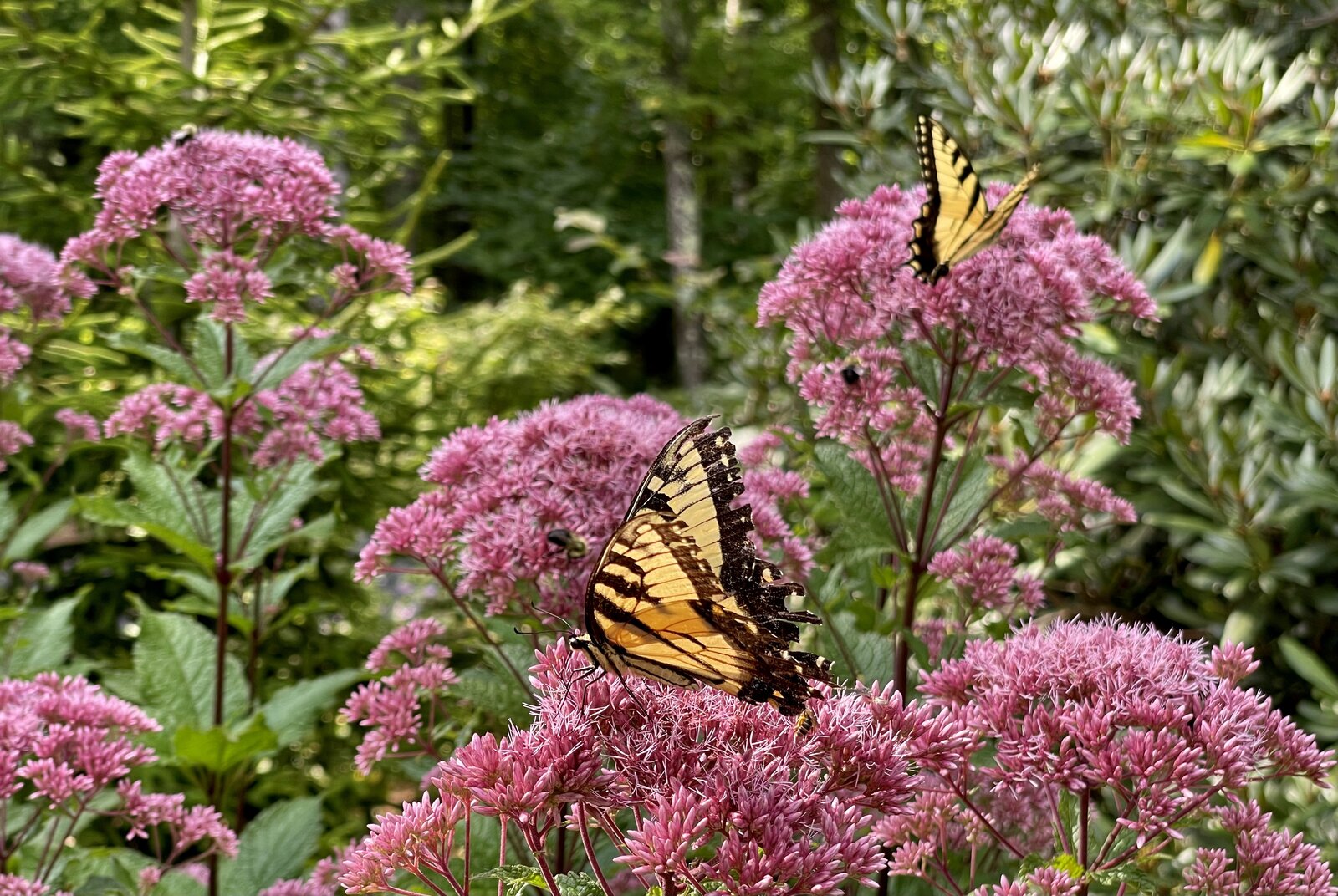 Photo 14 of 14 in Appalachian Black Dogtrot by Jay Sifford - Dwell