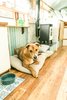 Modern home with Medium Hardwood Floor and Bed. Moose has his own special area in the bus. Over the past eight months the bus has really become a source of comfort and home for him. Wherever we travel, the bus remains a source of comfort for him (and for us!). Photo 11 of The Wild Drive Life Bus