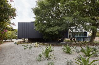 As a result of its elevation, the bedroom wing allows vegetation to nestle gently under and around with minimal disturbance.