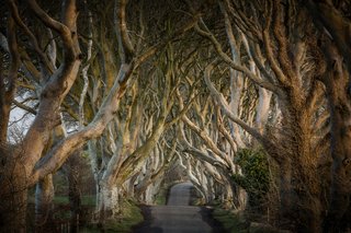 The Dark Hedges, an iconic bevy of beech trees located in County Antrim, Northern Ireland.