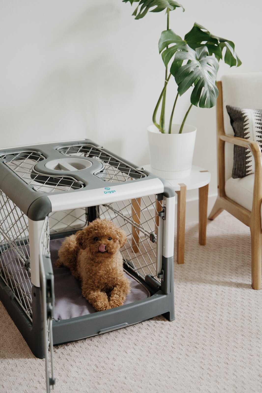 Diggs' Dog Crate Gives Your Furry Friend a Home as Well Designed as