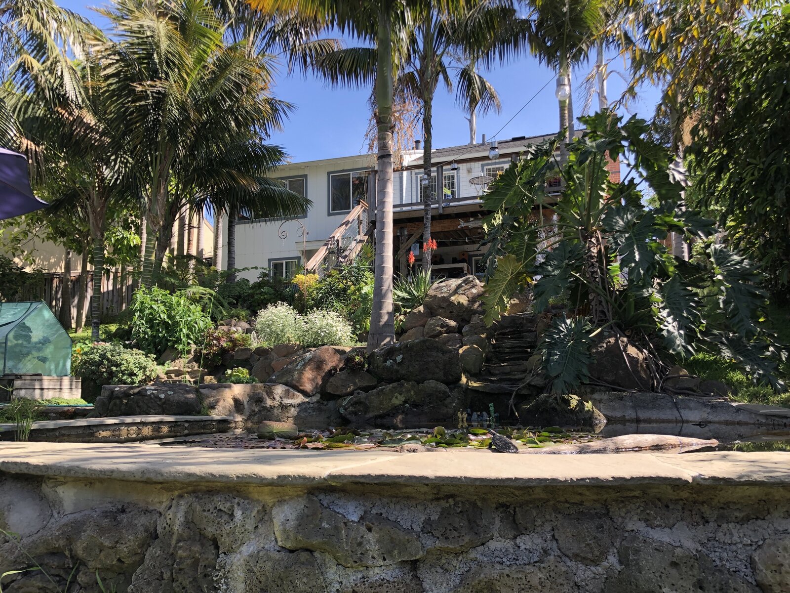 29 Palms - Palm laden property in Richmond (6 Photos) - Dwell