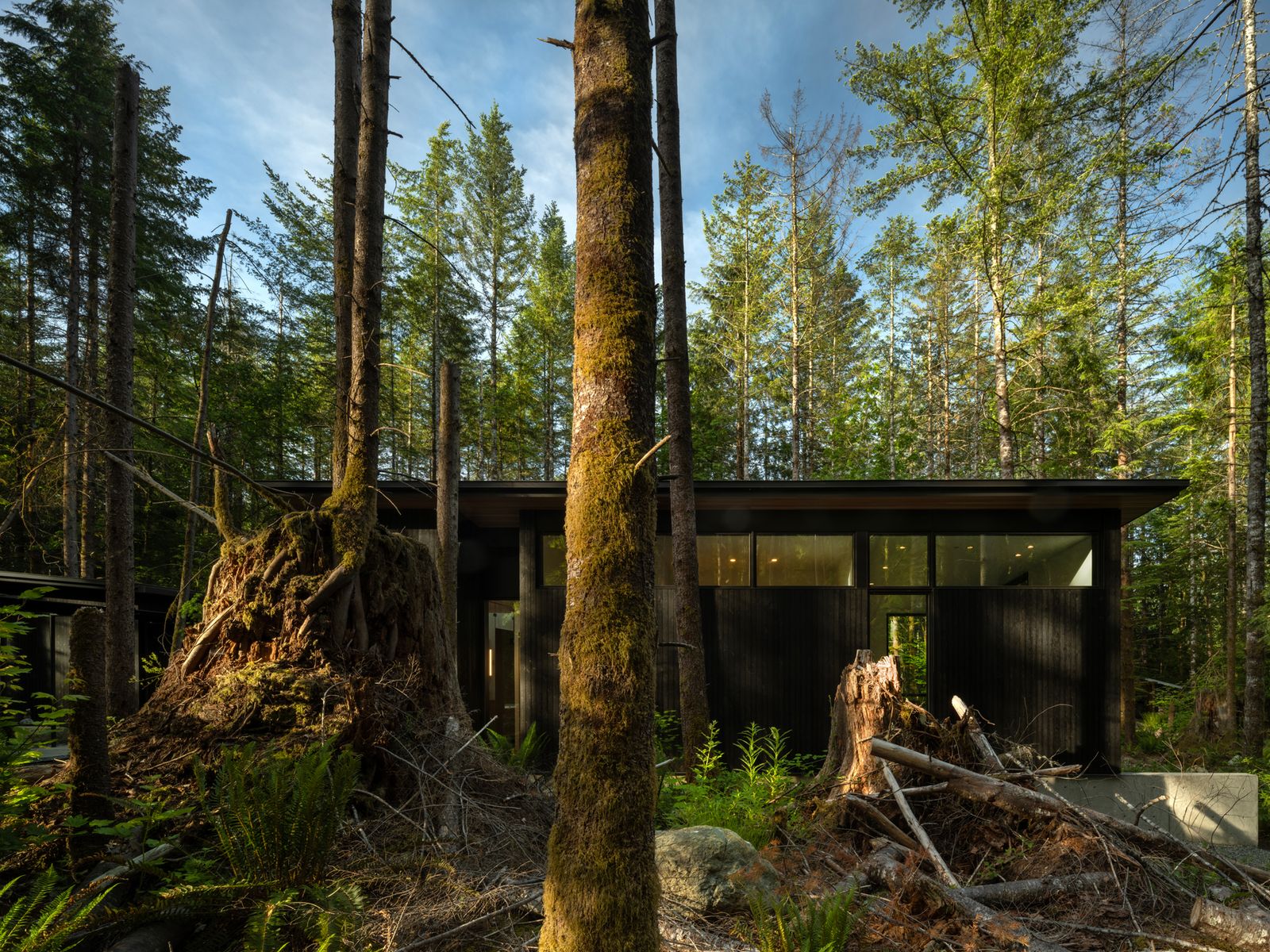 Photo 5 of 25 in They Built Their Home Around a Grove of Ancient Stumps ...