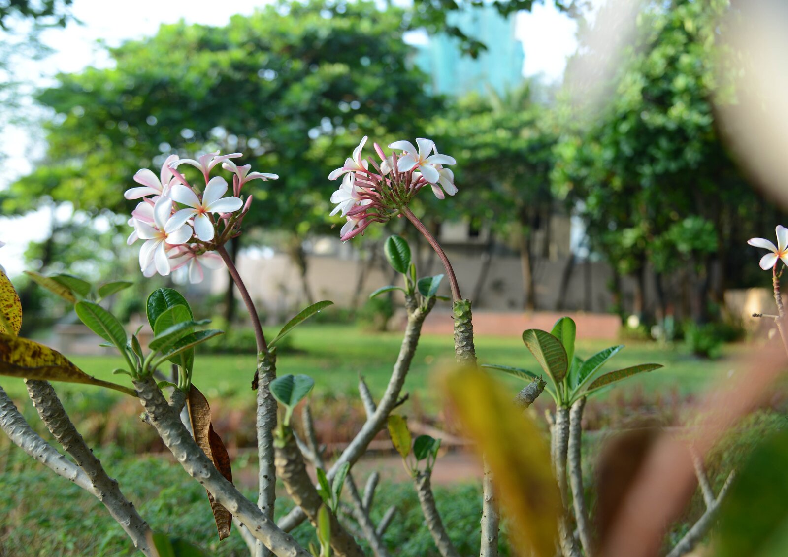 photo-4-of-21-in-inspiring-transformation-of-juhu-beach-park-mumbai-by