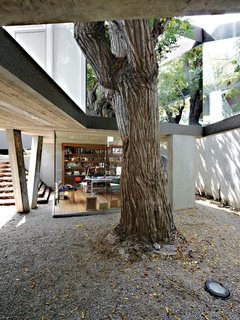 A Modern Concrete Home in Peru - Photo 9 of 13 - This open-ended box, lined in mirrored glass, performs like a kaleidoscope, amplifying the mature Melia tree’s presence within the dining room.