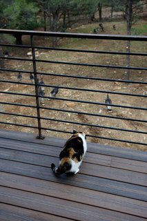 The couple's Calico cat, Popper, watches a flock of hen turkeys from a deck. Photo by Barry B. Doyle.