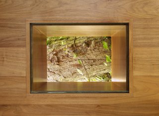 To reconnect back to the fallen tree, the architects carved a portal in the walnut floor, affording a view of the inspiration for the house itself.