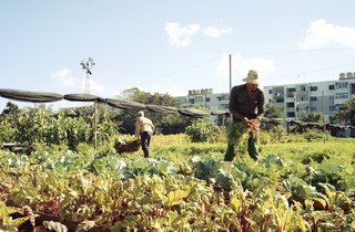 Havana: World Capital of Urban Farming? - Photo 1 of 8 -
