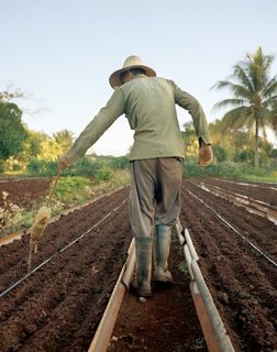 Havana: World Capital of Urban Farming? - Photo 3 of 8 -