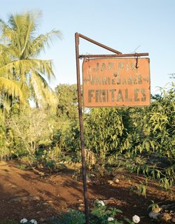 Havana: World Capital of Urban Farming? - Photo 4 of 8 -