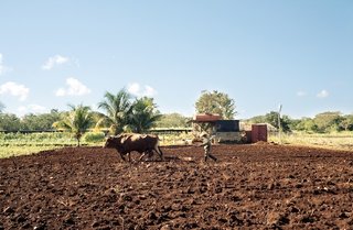 Havana: World Capital of Urban Farming? - Photo 6 of 8 -