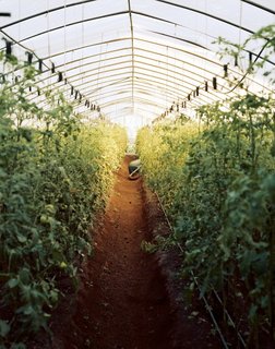Havana: World Capital of Urban Farming? - Photo 7 of 8 -