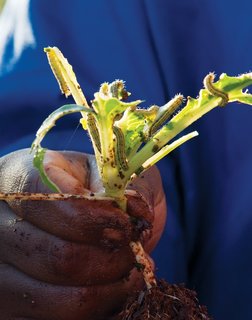 Havana: World Capital of Urban Farming? - Photo 8 of 8 -