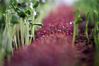 Easy, Indoor Gardening for City Dwellers - Photo 3 of 4 -