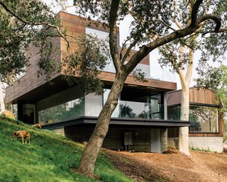 Modern Home Designed for Live Music in Beverly Hills - Photo 3 of 10 - He worked around existing oak and eucalyptus trees for the new building, and retained the vernacular of an original barn, at right, where Frankel hosts concerts. Check out MVRDV's Balancing Barn.
