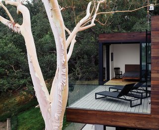 Modern Home Designed for Live Music in Beverly Hills - Photo 7 of 10 - The terrace off a bedroom holds chaise longues from Design Within Reach. "When we laid out the project, the eucalyptus tree was going to go away," says Walker. "But then we thought, if we move the foundation a little bit, we can probably save the tree."