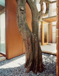 15 Brilliant Designs That Work Around Nature - Photo 5 of 15 - Aidlin Darling took pains during construction to preserve the cypress trees that give the Great Highway House so much of its charm.
