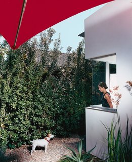 Venetian Vicissitude - Photo 3 of 9 - Dawn Farmer looks out from her office at Darby, one of the couple’s two dogs, in the front yard. The house is clad in smooth stucco top-coated with white Venetian plaster, and has a perimeter wall made of Cor-Ten steel panels and stuccoed cinder blocks.