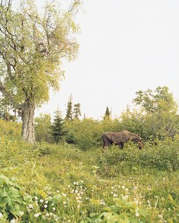 Valerie Phelps and Peter Burke’s immediate backyard frequently plays host to moose and other wildlife in search of an afternoon snack.