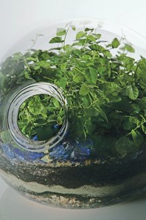 Terra Ephemera - Photo 1 of 6 - A close-up of a custom blown- glass terrarium offers a microcosmic view of one of Hayes’s lushly overgrown landscapes. Hayes produces her silicone planters in five sizes, two styles ("classic" and "eccentric"), and five standard color options.