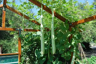 To Do: Edible Estates Demonstration Garden - Photo 1 of 1 -