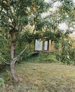 The outstretched arms of a pear tree cradle an old window frame.