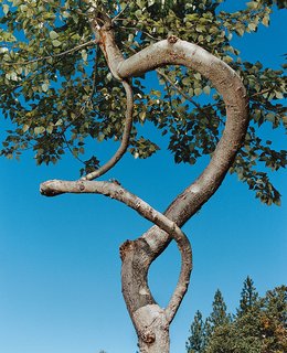 Two branches of a 20-foot-tall poplar spiral around one another.