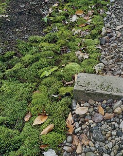 For colder climates that also experience periods of drought, moss is an attractive choice. It thrives in poor, acidic soil, and requires shade, making it perfect for rocky areas with tree cover.