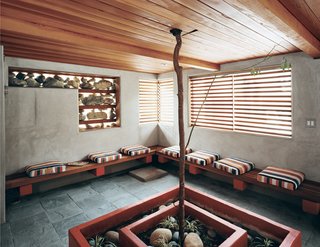 A young, drought-tolerant Tristania conferta (also known as Australian brush box tree) grows up through the chill-out room under the deck at the rear of the house.