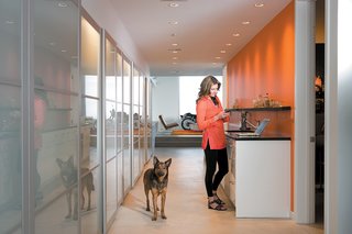 Tereasa Surratt and Jack, a friend’s German shepherd mix, hang out in the kitchen, where appliances are hidden behind aluminum-and-frosted-glass wardrobes from Ikea.