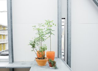 Small Box Home with Black Metal Facade in Japan - Photo 3 of 14 - Plants thrive on the sheltered terrace.