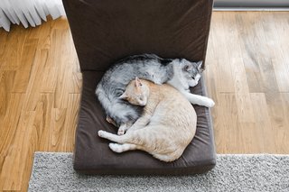 Small Box Home with Black Metal Facade in Japan - Photo 8 of 14 - The family’s two cats, Baron and Jula.