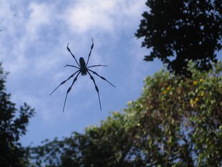 Miami: Simpson Park Hammock - Photo 2 of 4 - Though the returning of Simpson Park to its pre-Columbian state has fostered the flourishing of quite a bit of wildlife, the most prevalent residents were these massive spiders which hung from capacious overhead webs measuring at least the width of the footpath.