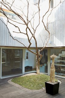 8 Small and Unexpected Garden Oases Hidden in the Middle of Cities - Photo 7 of 8 - Honoring the traditional Korean residence and its typical interior courtyard, this modern wood-and-concrete home in South Korea seamlessly plays with interior and exterior spaces with its glassed-in interior yard. A single crepe myrtle provides life during the winter and color and shade in the summer.