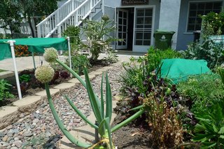 Corn, broccoli and artichokes are just some of the crops Begley grows in his backyard.