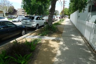 Begley tore out the grass between the sidewalk and the street and planted a drought-tolerant garden.