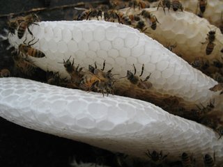 Arch Students Build a Hive - Photo 2 of 19 -