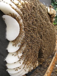 Arch Students Build a Hive - Photo 3 of 19 -