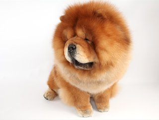 One of the cuddly canines at the Westminster Dog Show. Photo via The New York Times.