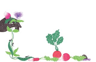 An Introduction to Home Gardening - Photo 1 of 1 -