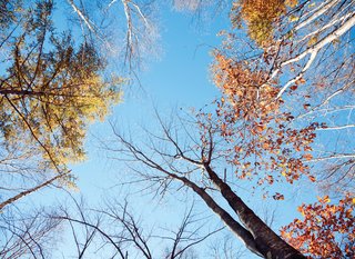 A Platform for Living - Photo 9 of 28 - A view of the surrounding tree canopy.