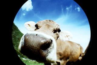 An example of a fisheye photograph, taken with Lomography's Shiawase camera.